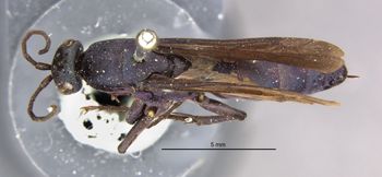 Media type: image;   Entomology 10010 Aspect: habitus dorsal view